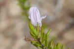 Apalachicola false rosemary